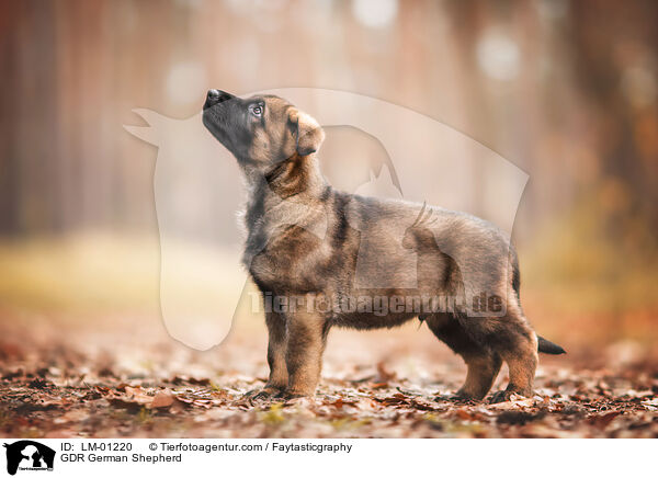 DDR Deutscher Schferhund / GDR German Shepherd / LM-01220