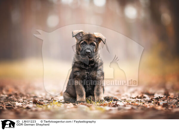 DDR Deutscher Schferhund / GDR German Shepherd / LM-01223