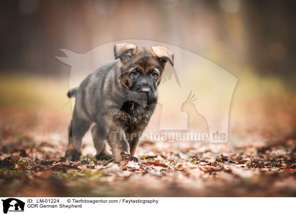 DDR Deutscher Schferhund / GDR German Shepherd / LM-01224