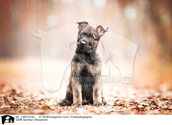 DDR Deutscher Schferhund / GDR German Shepherd / LM-01232