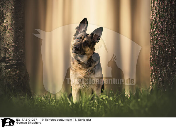 Deutscher Schferhund / German Shepherd / TAS-01267