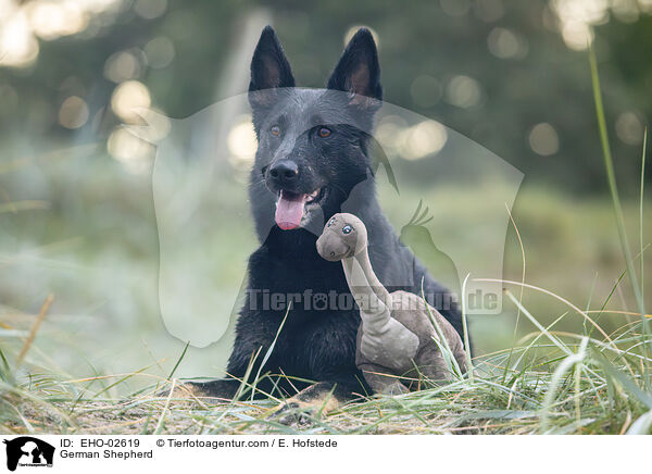 Deutscher Schferhund / German Shepherd / EHO-02619