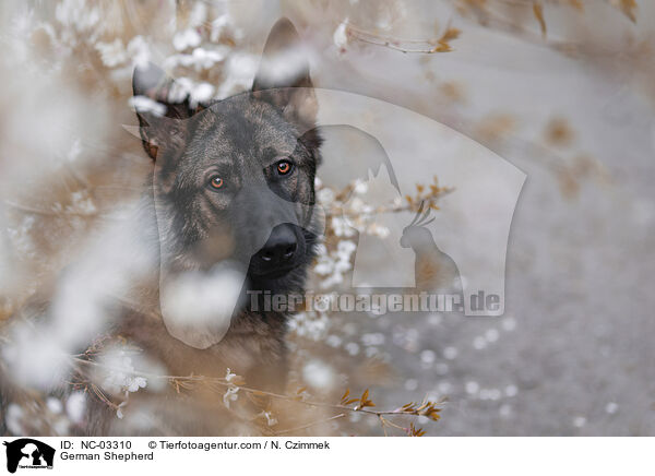 Deutscher Schferhund / German Shepherd / NC-03310