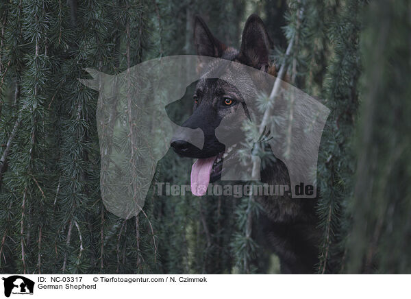 Deutscher Schferhund / German Shepherd / NC-03317