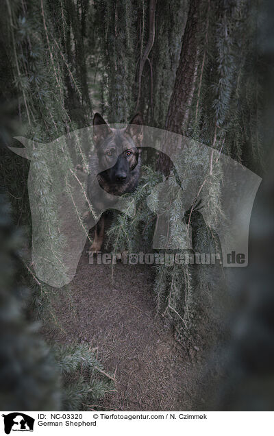 Deutscher Schferhund / German Shepherd / NC-03320