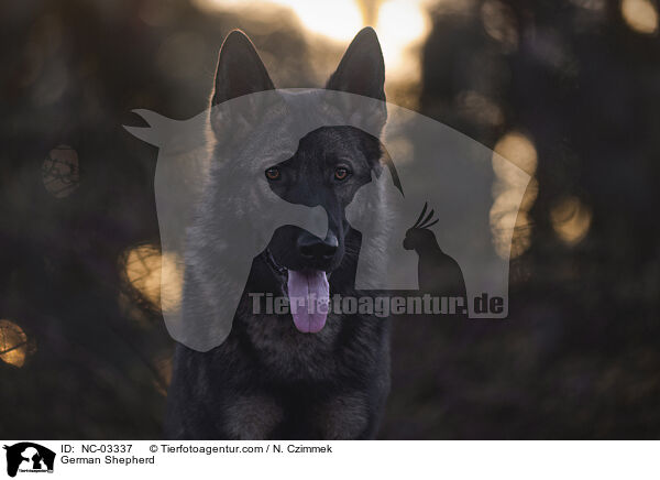 Deutscher Schferhund / German Shepherd / NC-03337