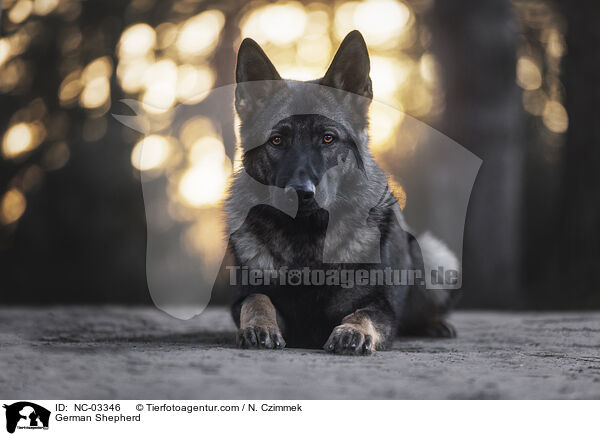Deutscher Schferhund / German Shepherd / NC-03346