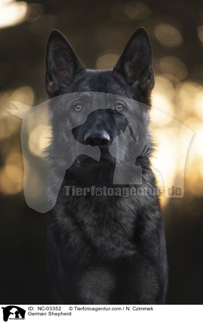 Deutscher Schferhund / German Shepherd / NC-03352