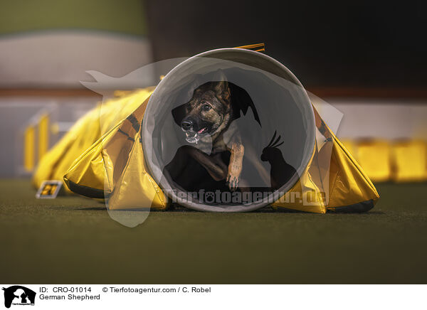 Deutscher Schferhund / German Shepherd / CRO-01014