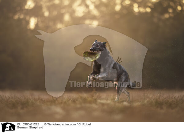 Deutscher Schferhund / German Shepherd / CRO-01223