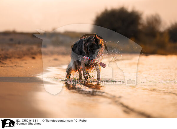 Deutscher Schferhund / German Shepherd / CRO-01331