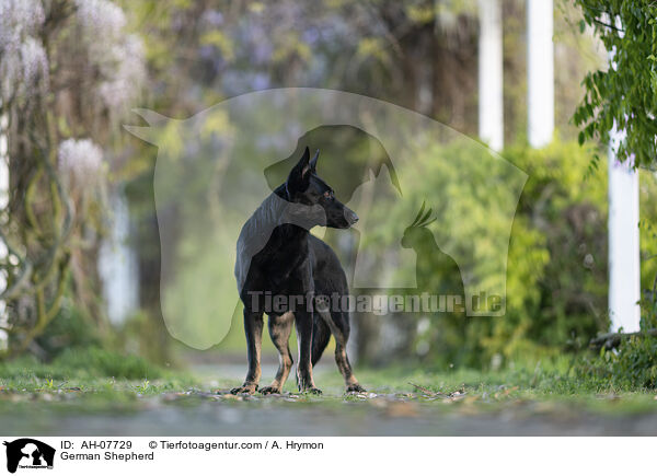 Deutscher Schferhund / German Shepherd / AH-07729