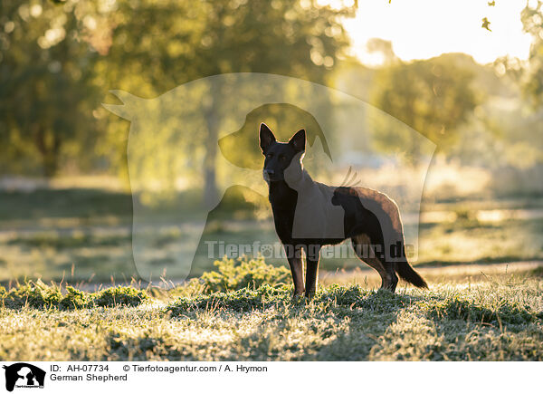 Deutscher Schferhund / German Shepherd / AH-07734