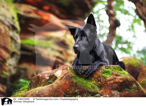 Deutscher Schferhund / German Shepherd / LM-01846