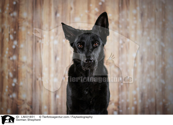 Deutscher Schferhund / German Shepherd / LM-01851