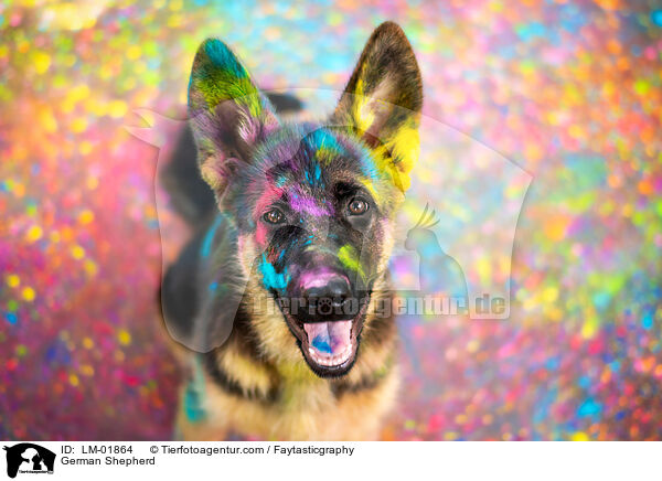 German Shepherd / LM-01864