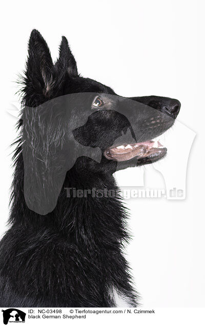 schwarzer Deutscher Schferhund / black German Shepherd / NC-03498