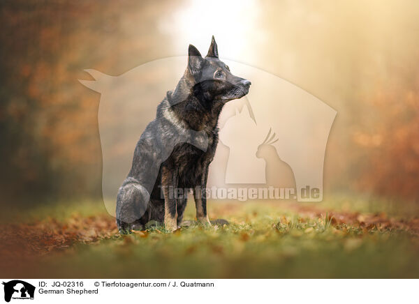 Deutscher Schferhund / German Shepherd / JQ-02316