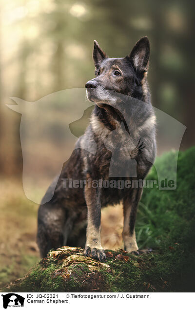 Deutscher Schferhund / German Shepherd / JQ-02321