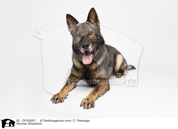 Deutscher Schferhund / German Shepherd / CF-03057