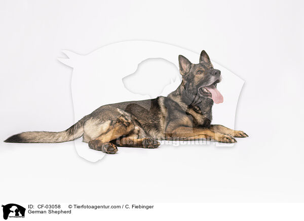 Deutscher Schferhund / German Shepherd / CF-03058