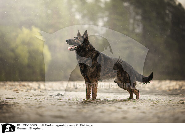 Deutscher Schferhund / German Shepherd / CF-03063