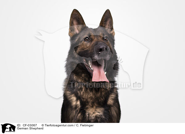 Deutscher Schferhund / German Shepherd / CF-03067