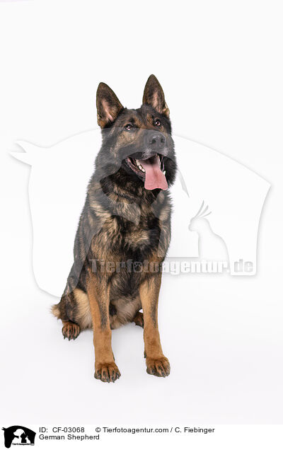 Deutscher Schferhund / German Shepherd / CF-03068