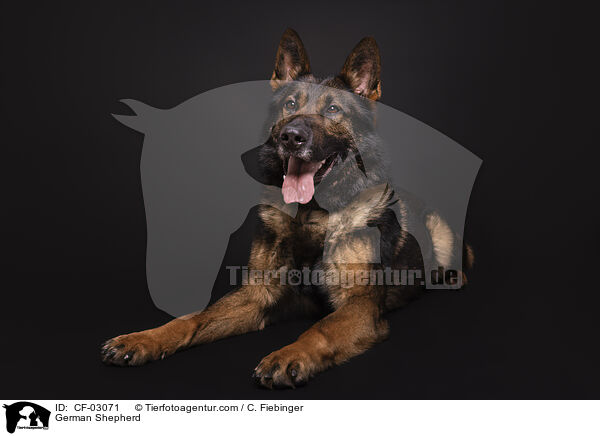 Deutscher Schferhund / German Shepherd / CF-03071