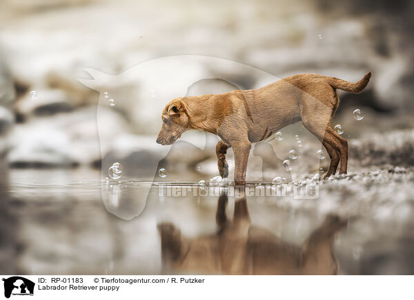 Labrador Retriever Welpe / Labrador Retriever puppy / RP-01183