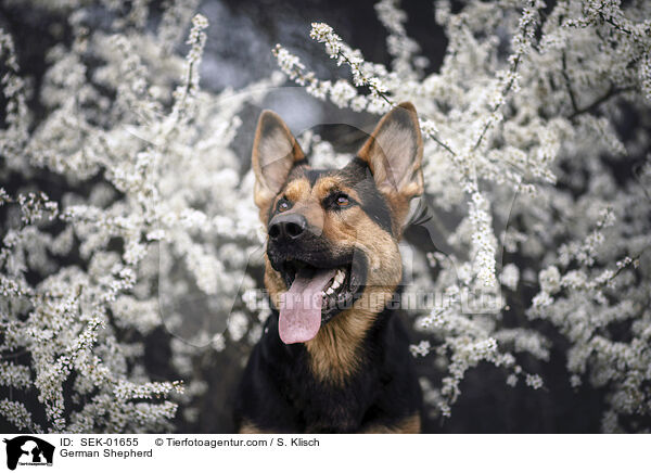 German Shepherd / SEK-01655
