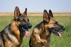 2 German Shepherds