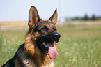 German Shepherd portrait