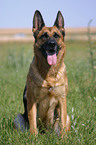 sitting German Shepherd