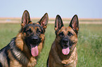 2 German Shepherds