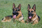 2 German Shepherds