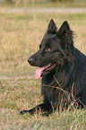 lying German Shepherd