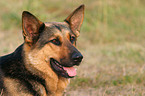 German Shepherd Portrait