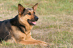 lying German Shepherd