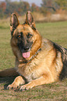 lying German Shepherd