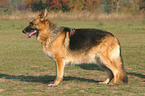 standing German Shepherd