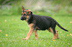 german shepherd in action