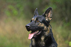 German Shepherd Portrait