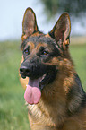 German Shepherd portrait