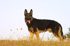 standing German Shepherd