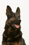 Portrait of a German Shepherd