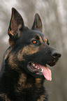 Portrait of a German Shepherd