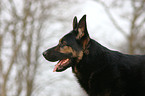 Portrait of a German Shepherd