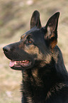 Portrait of a German Shepherd