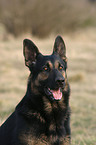 Portrait of a German Shepherd